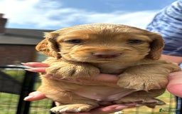Cocker Spaniel dogs for sale: Cocker Spaniel Purebred Puppies Bitches available - Image 31