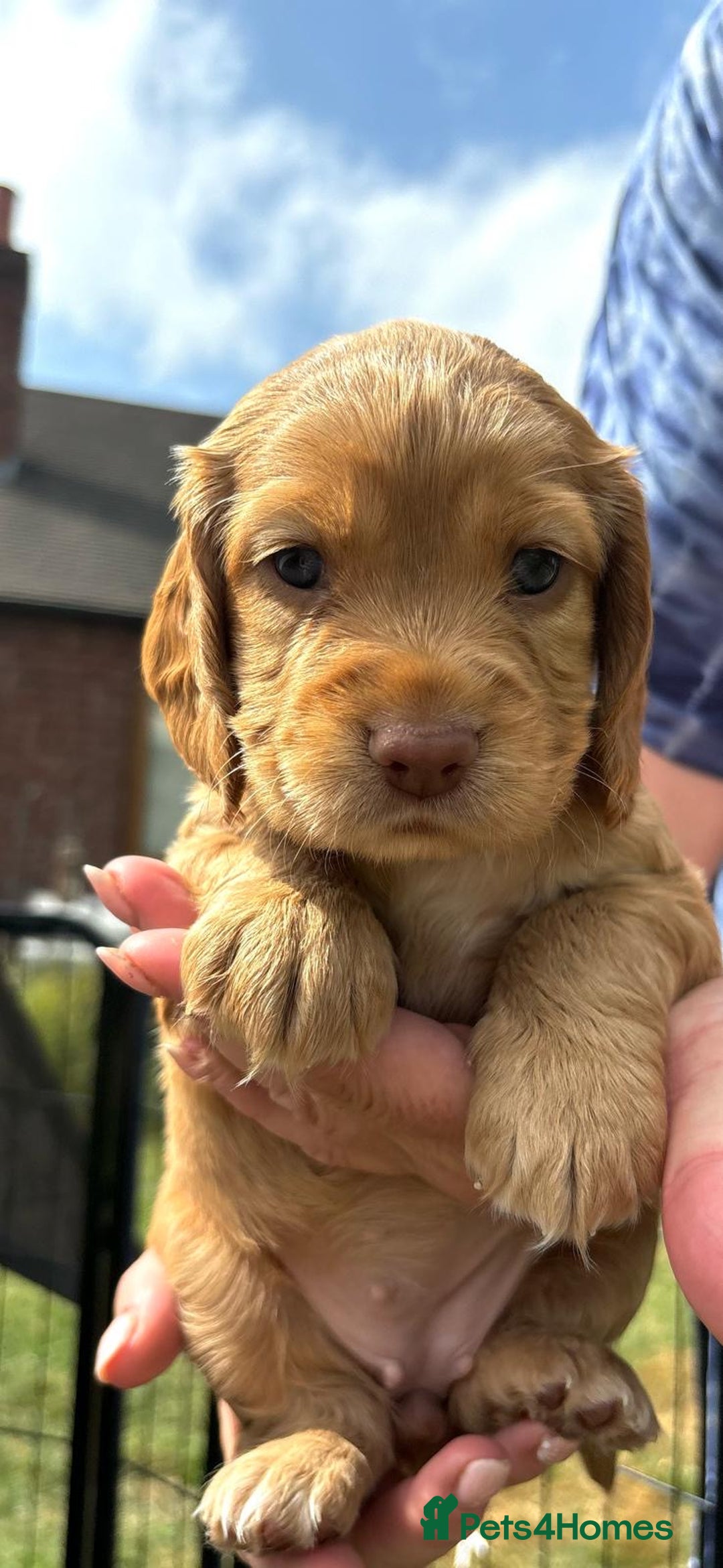 Cocker Spaniel dogs for sale: Cocker Spaniel Purebred Puppies Bitches available - Image 31