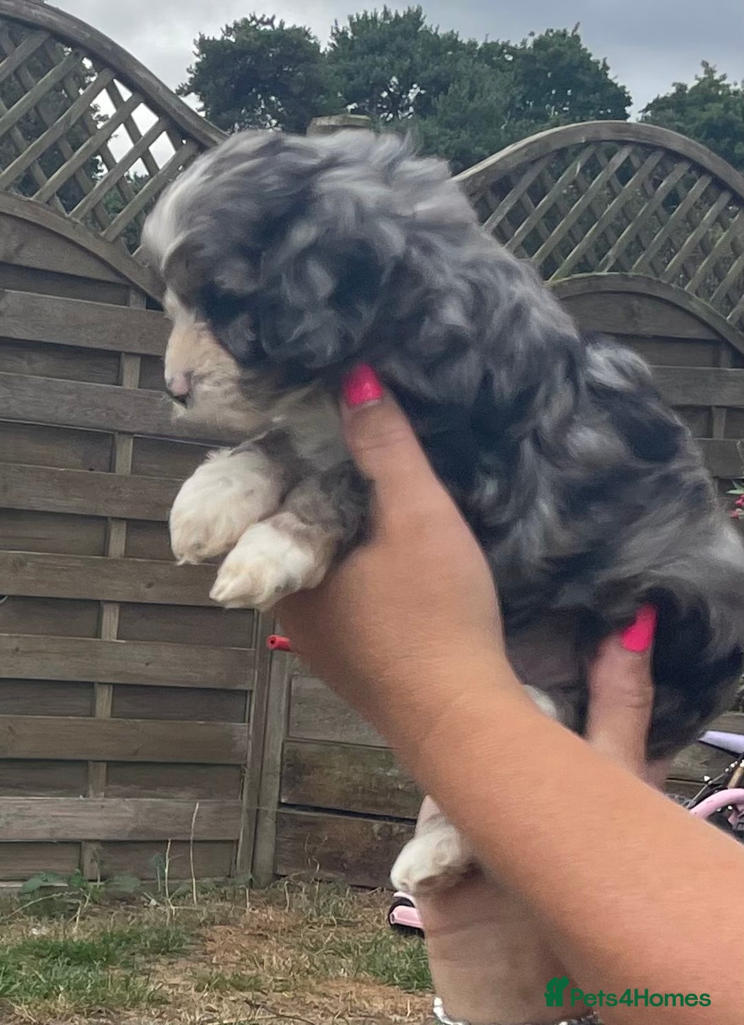 Cavapoo dogs for sale: Stunning Cavapoo puppies  - Image 4