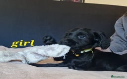 Sprocker dogs for sale: Stunning Sprocker Spaniels - Image 6
