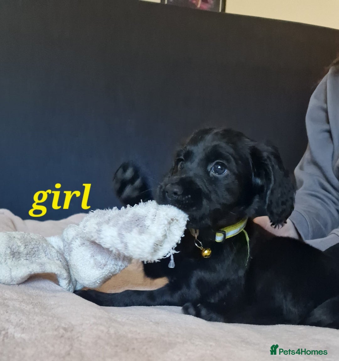 Sprocker dogs for sale: Stunning Sprocker Spaniels - Image 6