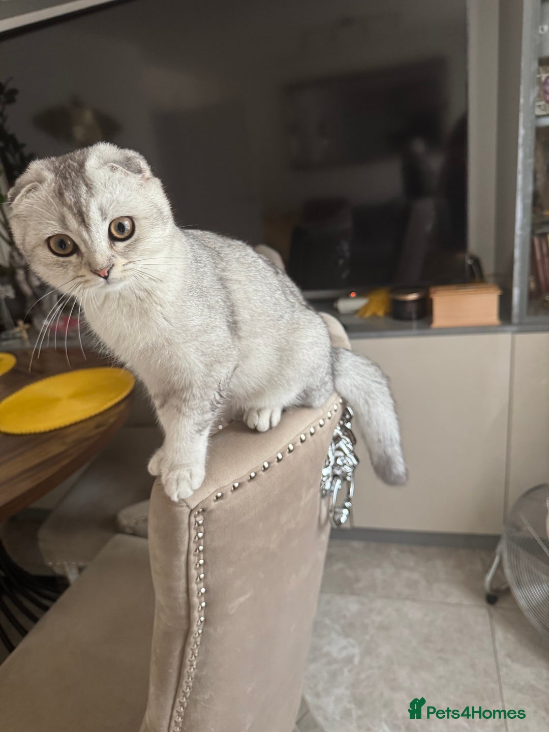 Scottish Fold cats for sale: Adorable Pure Scottish Fold Chinchilla Kittens in South Ockendon - Image 36