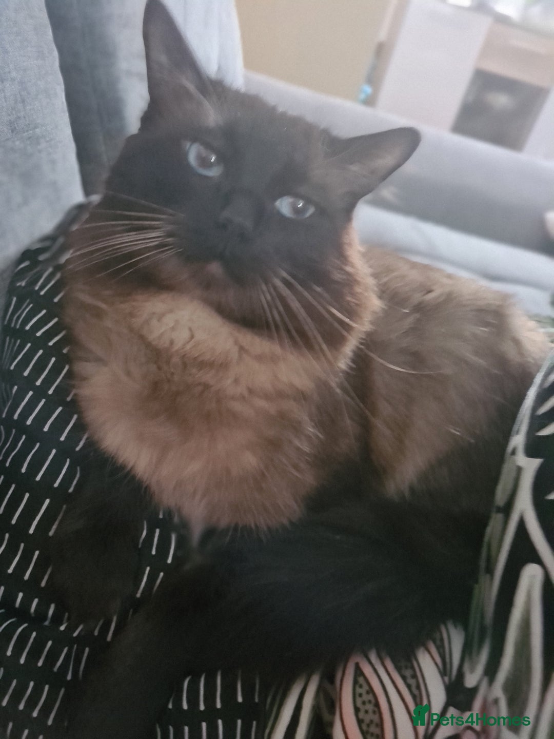 Ragdoll cats for sale: 2 ragdoll cats for rehoming - Image 16