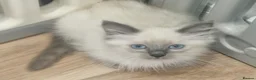 Ragdoll cats for sale: RAGDOLL KITTENS READY NOW  - Advert 10
