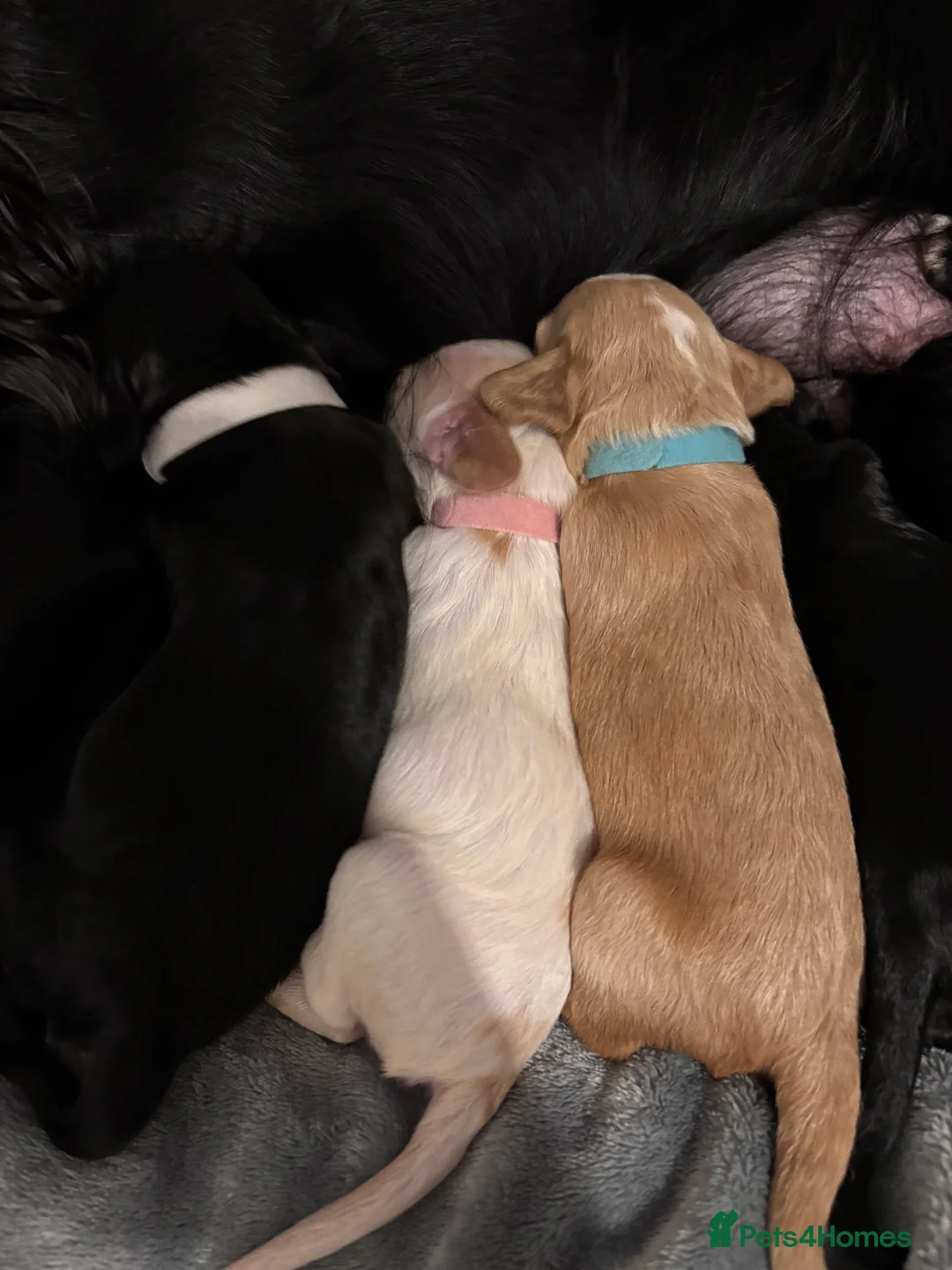 Cocker Spaniel dogs for sale: Beautiful working cocker spaniel puppy  in Neath - Advert 6