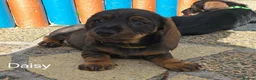 Dachshund dogs for sale: READY NOW Lovely Bunch Standard Dachshund puppies - Advert 22