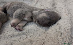 French Bulldog dogs for sale: 5 beautiful male french bulldog puppies  - Image 29