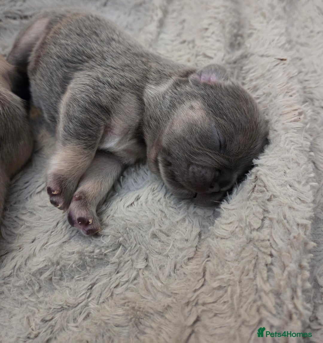 French Bulldog dogs for sale: 5 beautiful male french bulldog puppies  - Image 29