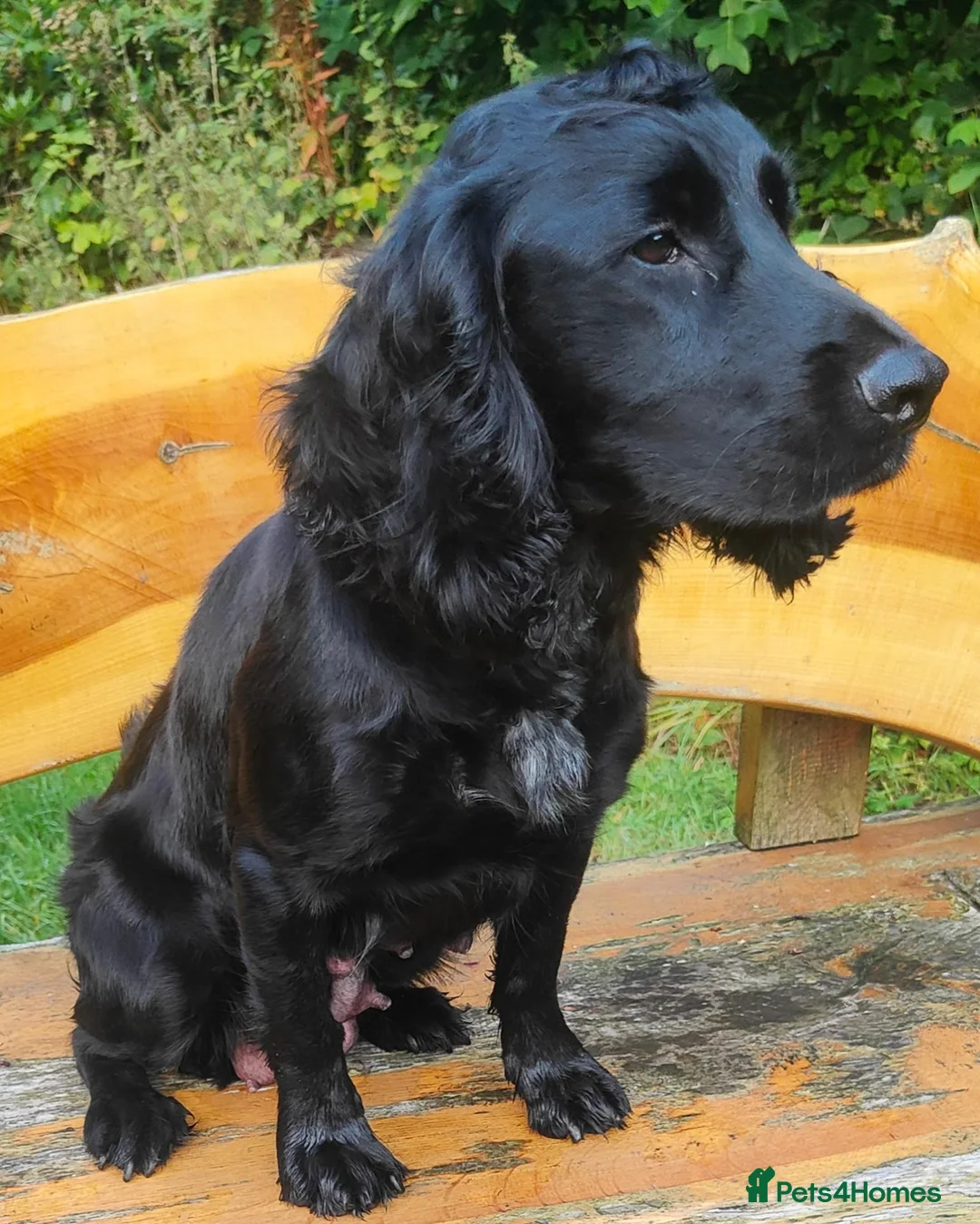 Cocker Spaniel dogs for sale: Cocker spaniel puppies  - Advert 1