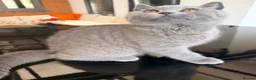 British Shorthair cats for sale: BRITISH SHORTHAIR BOY READY FOR FOREVER HOME - Advert 9