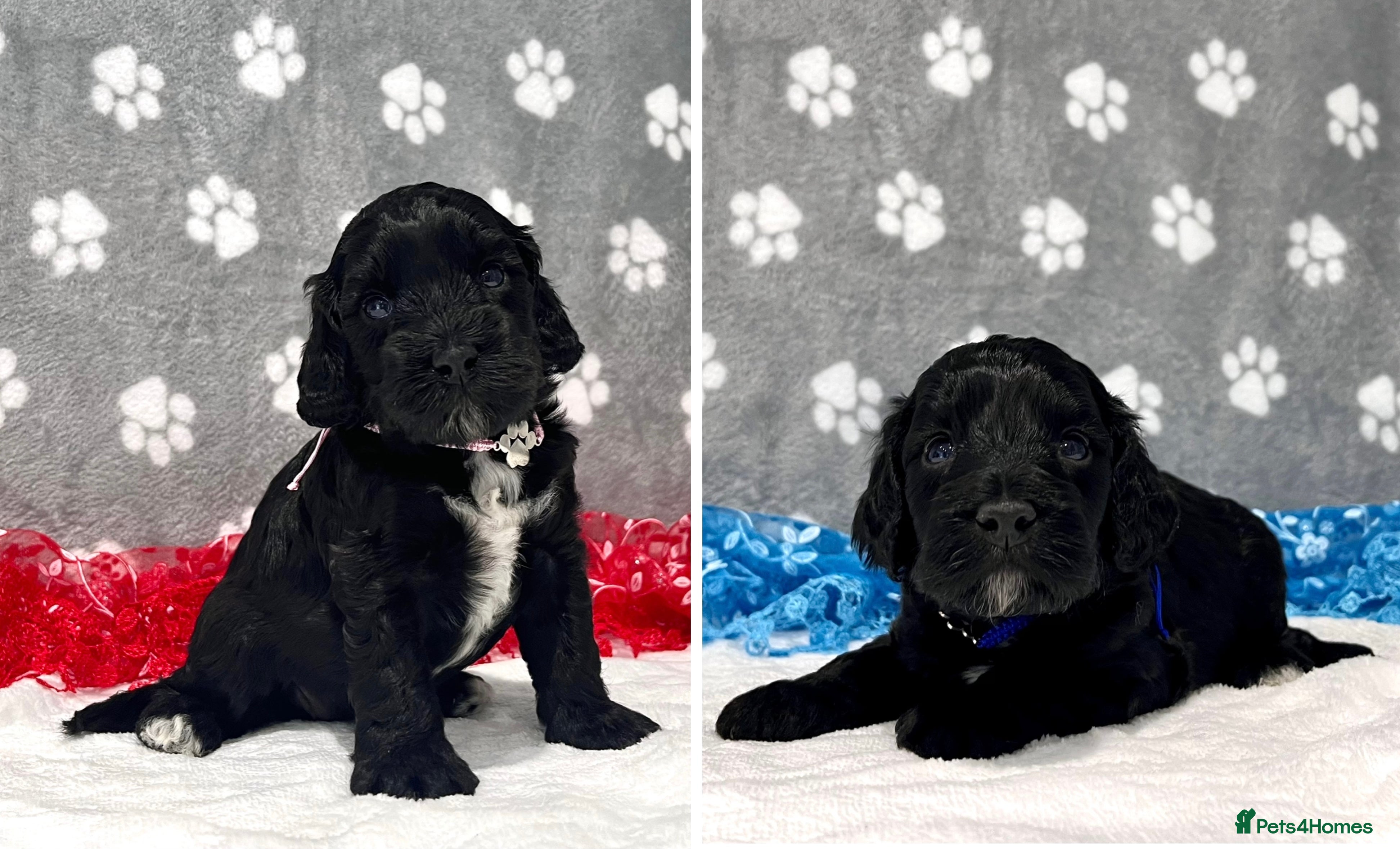 Cockapoo dogs 💎PRESTIGIOUS Platinum Grey/Chocolate F1 Cockapoos - Advert 6