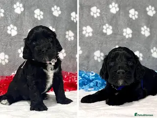 Cockapoo dogs 💎PRESTIGIOUS Platinum Grey/Chocolate F1 Cockapoos - Advert 6