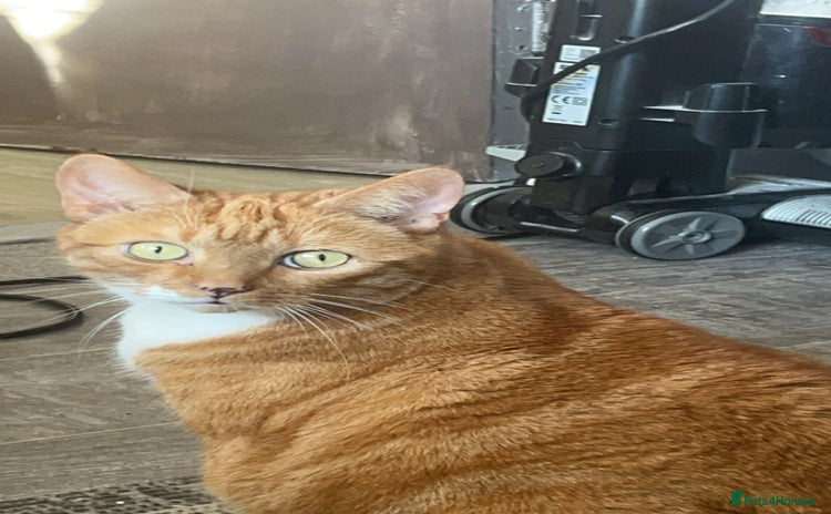 Mixed Breed cats Female ginger cat  - Advert 1