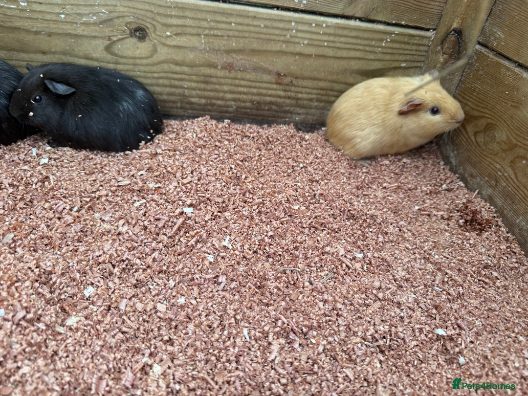 Guinea Pig rodents for sale: Baby girl guinea pigs  - Advert 4