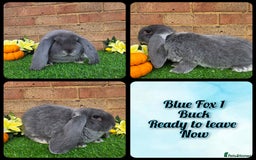 French Lop rabbits for sale: Fully Pedigree French Lops - Advert 9