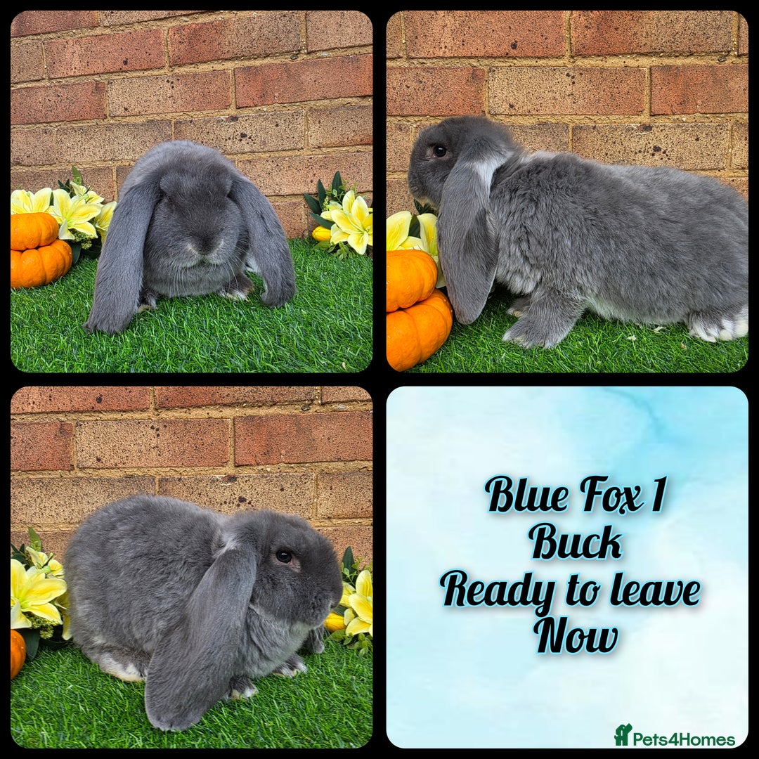 French Lop rabbits for sale: Fully Pedigree French Lops - Advert 9