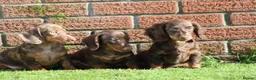 Dachshund dogs for sale: MINIATURE DACHSHUND PUPPIES FOR SALE - Advert 19
