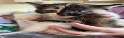 Mixed Breed cats for sale: 4 beautiful kittens looking for there forever home - Advert 4