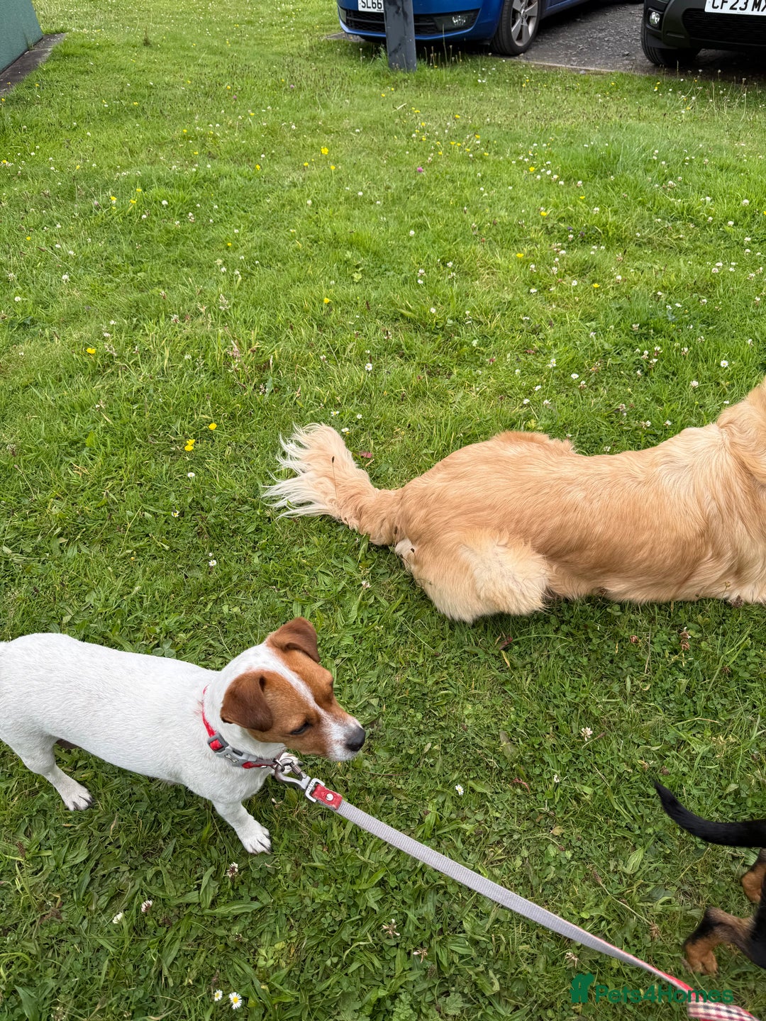 Jack Russell dogs for sale: Gorgeous Jack Russell Puppies - Image 28