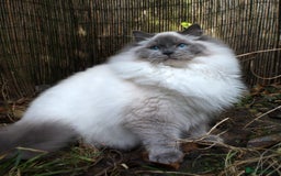 Ragdoll cats for sale: GCCF REG PET KITTENS CHAMPION IMPORT BLOODLINES - Image 6