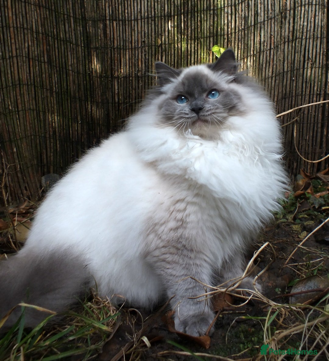 Ragdoll cats for sale: GCCF REG PET KITTENS CHAMPION IMPORT BLOODLINES - Image 6