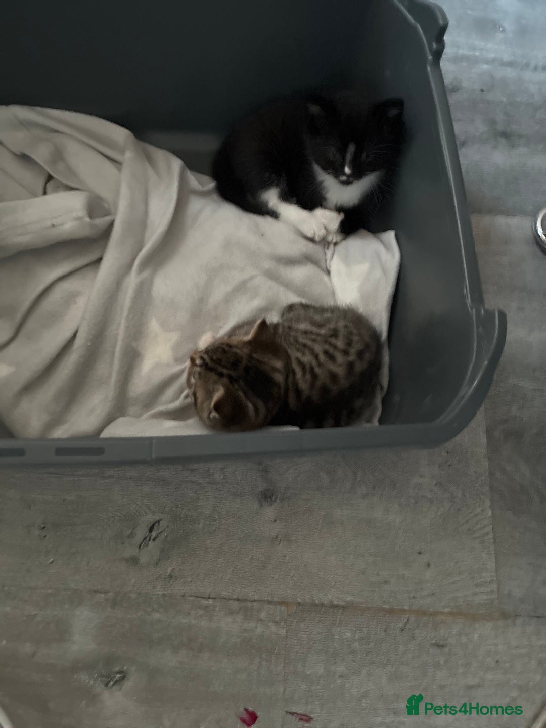 Mixed Breed cats for sale: 2 beautiful female kitten for sale  - Advert 1