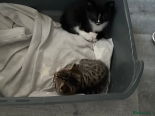 Mixed Breed cats 2 beautiful female kitten for sale - Advert 4