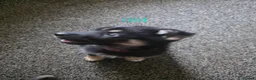 Shepsky dogs for sale: 9 shepsky puppies  - Advert 18