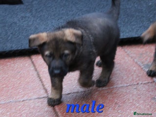 German Shepherd dogs Beautiful KC Registered Gsd Puppy Ready now😍😍 - Advert 4