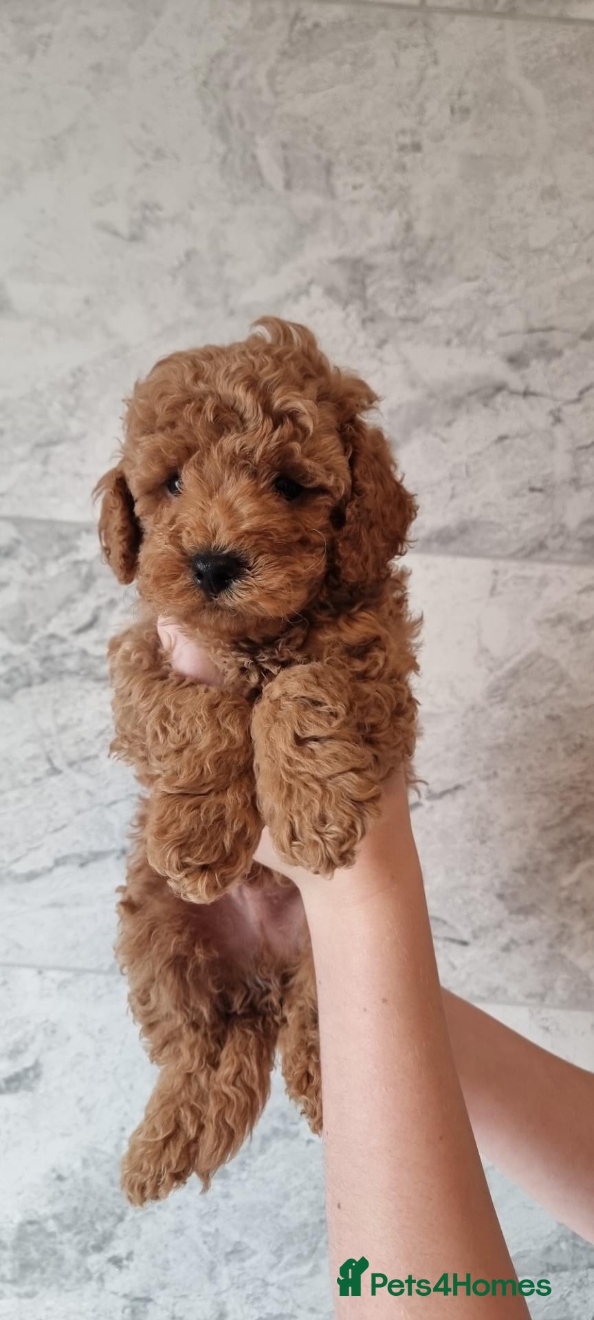 Toy Poodle dogs Kc reg toy poodle  - Advert 17