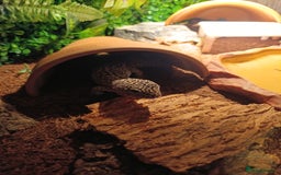 Leopard Gecko reptiles for sale: Leopard gecko  - Image 2