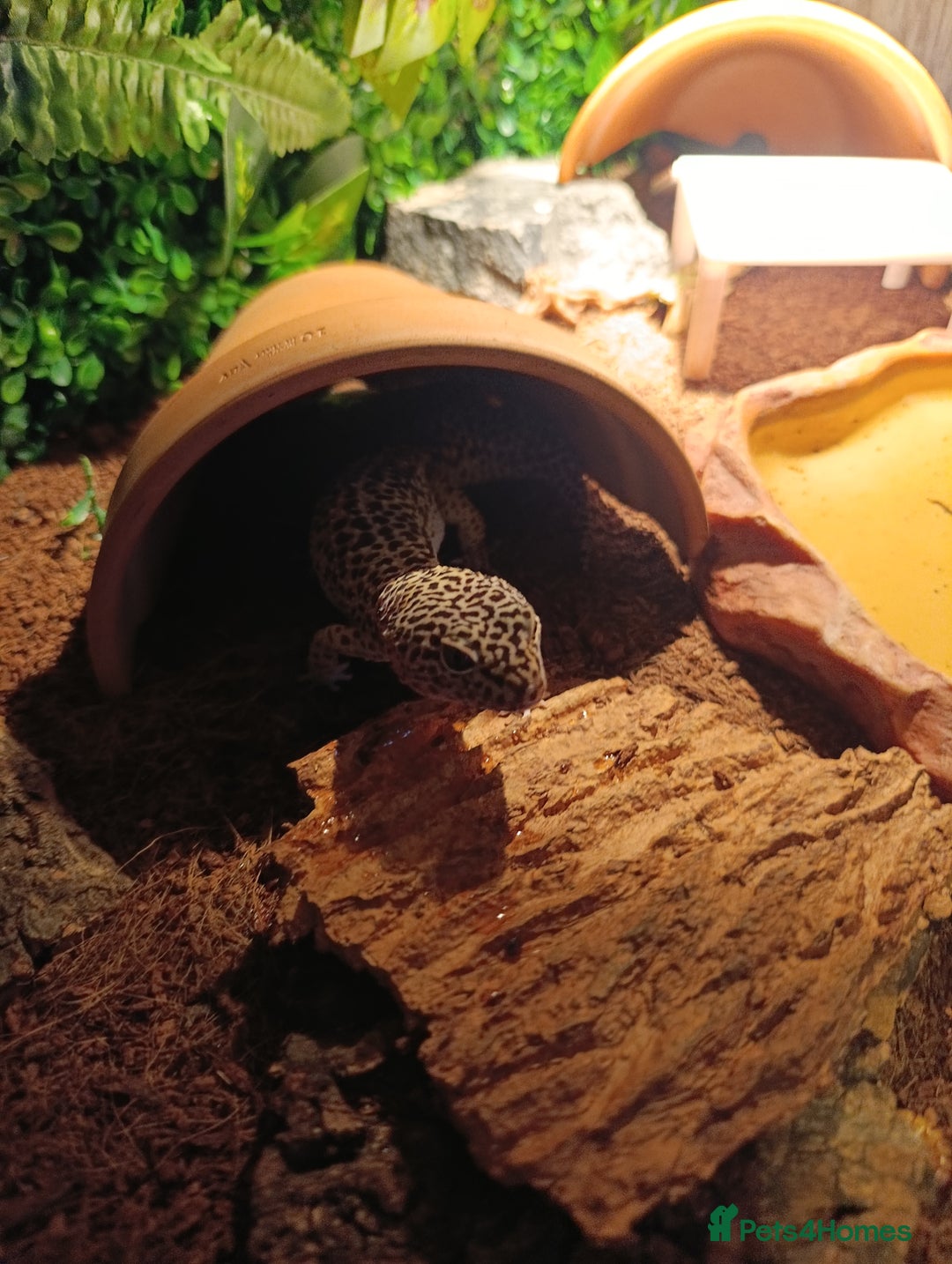 Leopard Gecko reptiles for sale: Leopard gecko  - Image 2