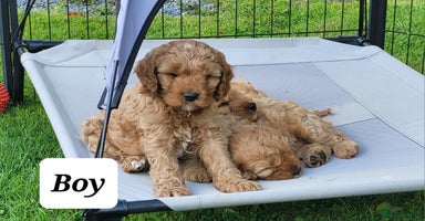 Cavapoo dogs - Advert 14