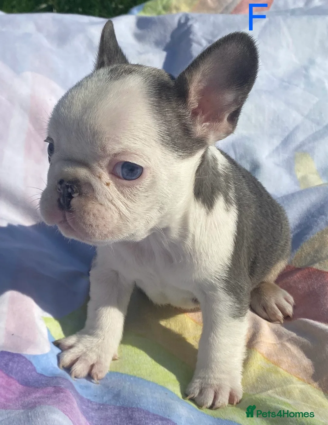 French Bulldog dogs for sale: French bulldog puppies - 3 boys/3 girls - Advert 1