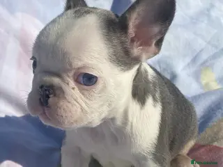 French Bulldog dogs French bulldog puppies - 3 boys/3 girls - Advert 2