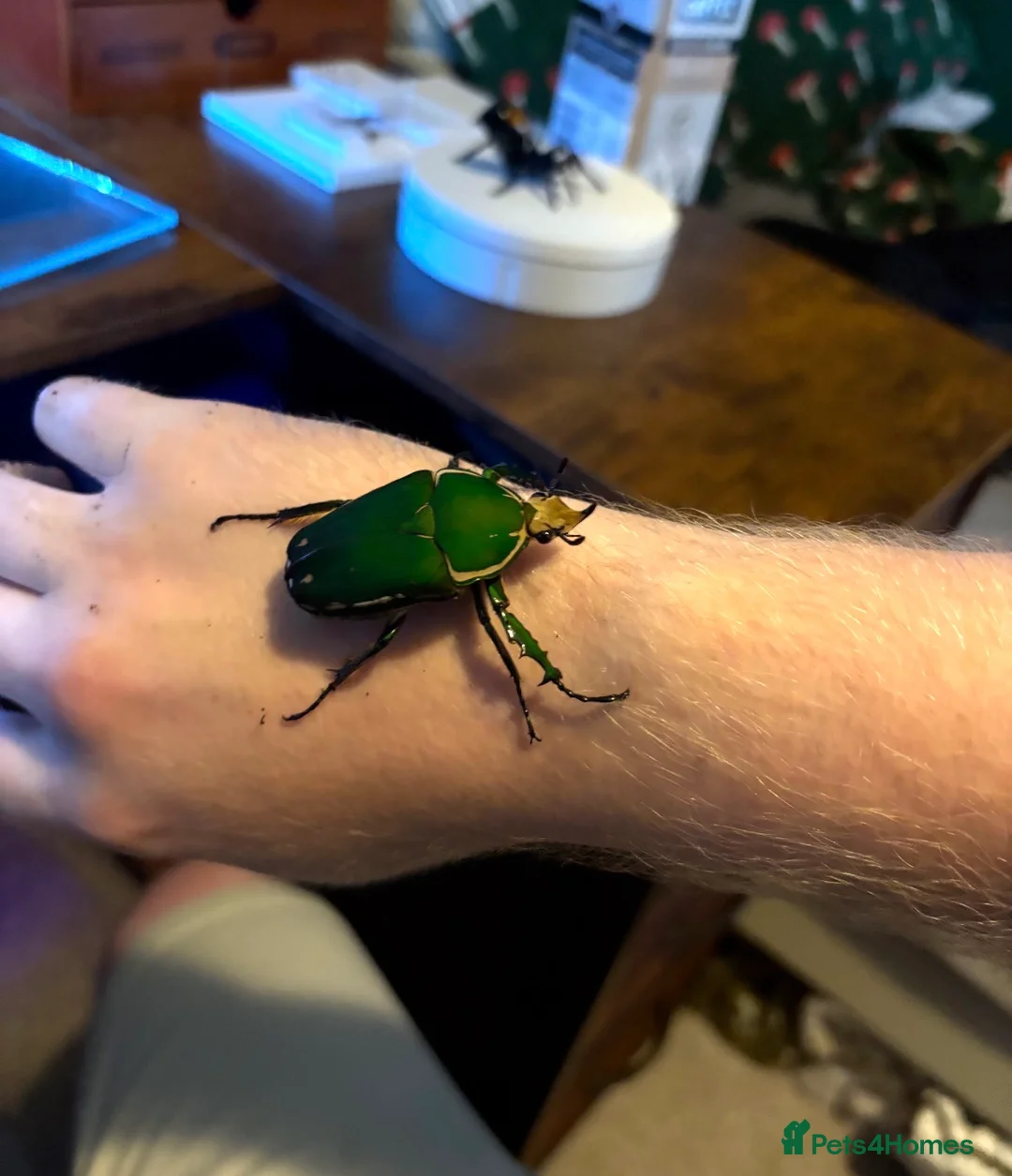 Beetles invertebrates for sale: Giant Flower Beetle Grubs 3rd instar  - Advert 1