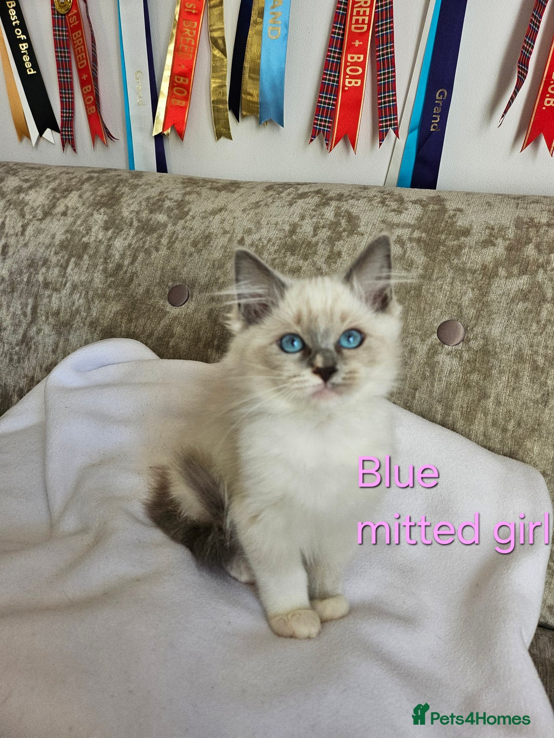 Ragdoll cats for sale: GCCF REGISTERED PEDIGREE RAGDOLL KITTENS - Image 20