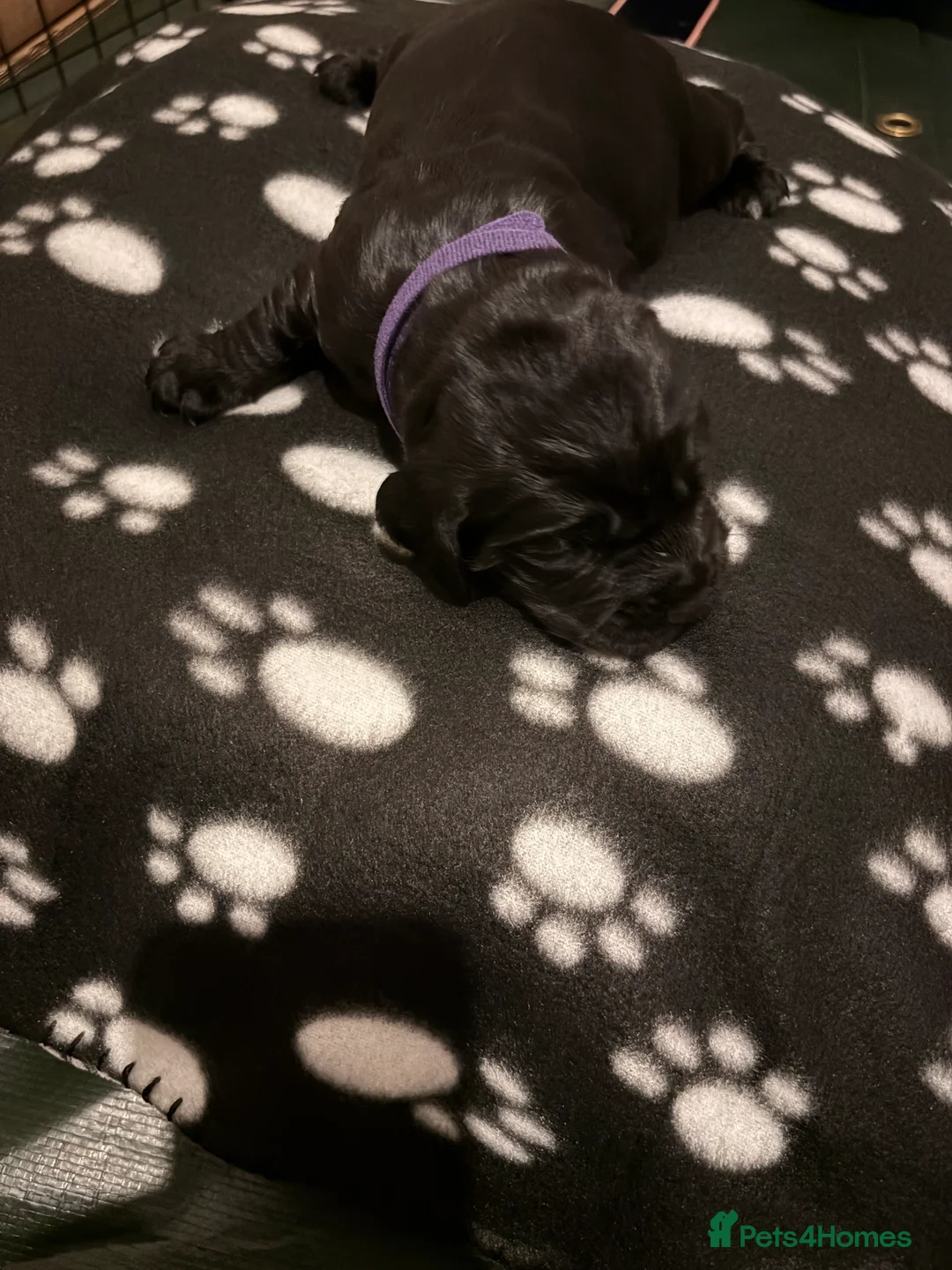 Sprocker dogs for sale: Beautiful Sprockers looking for their forever home - Advert 8