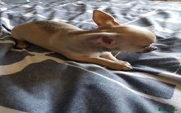 Chihuahua dogs for sale: Gorgeous Chihuahua puppies, ready now. - Image 8