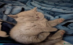 British Shorthair cats for sale: X2 British shorthair female kittens  - Advert 5