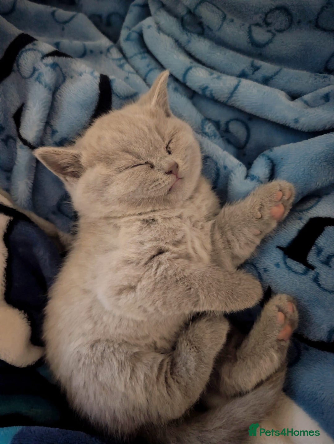 British Shorthair cats for sale: X2 British shorthair female kittens  - Advert 5