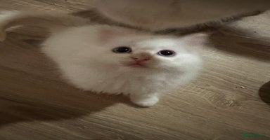 Ragdoll cats - Advert 2