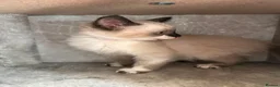 Mixed Breed cats for sale: Ready to leave Siamese x mainecoon x - Advert 5
