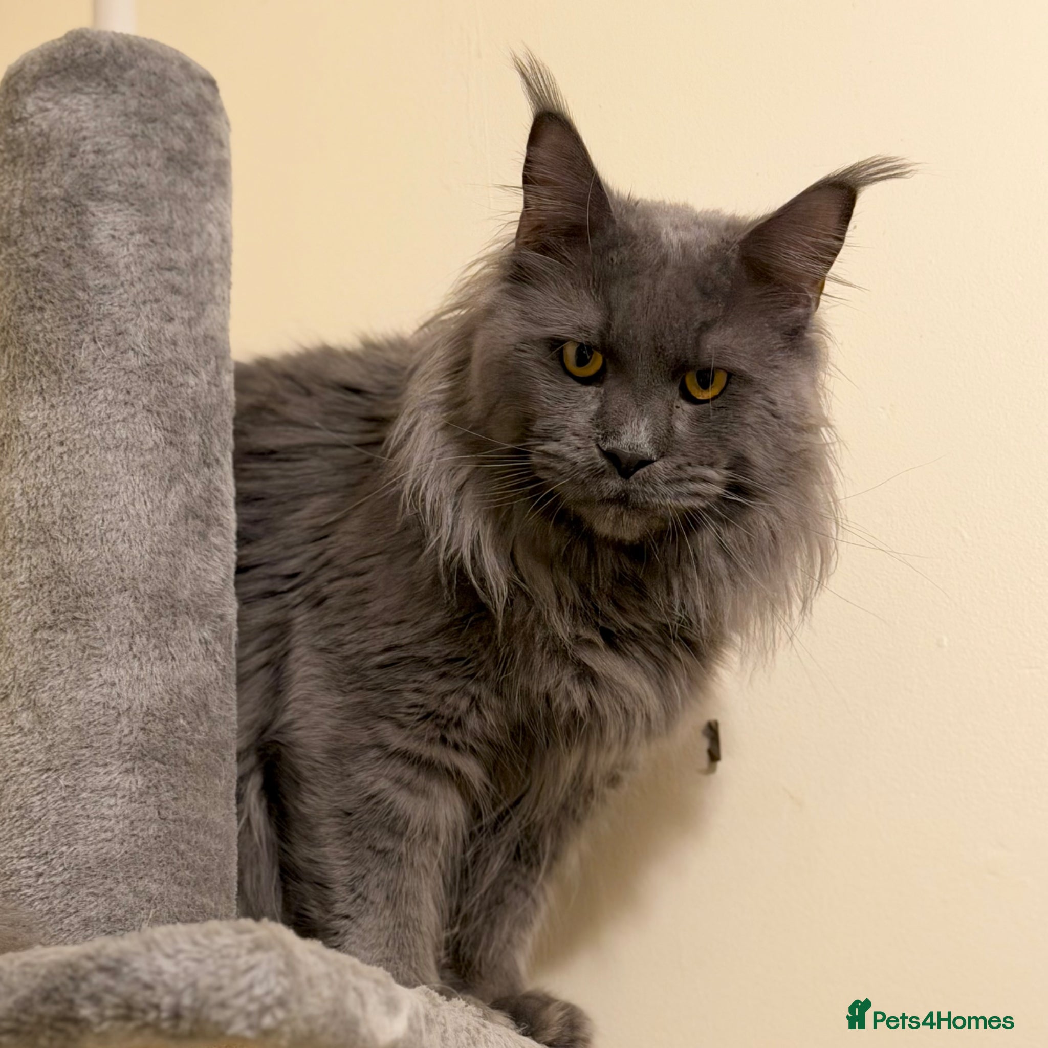 Maine Coon cats for stud: Champion Lines - Proven, Gentle - Blue Smoke - Advert 8