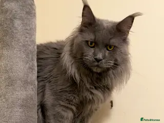 Maine Coon cats TICA Registered Active - Blue Smoke - Advert 1