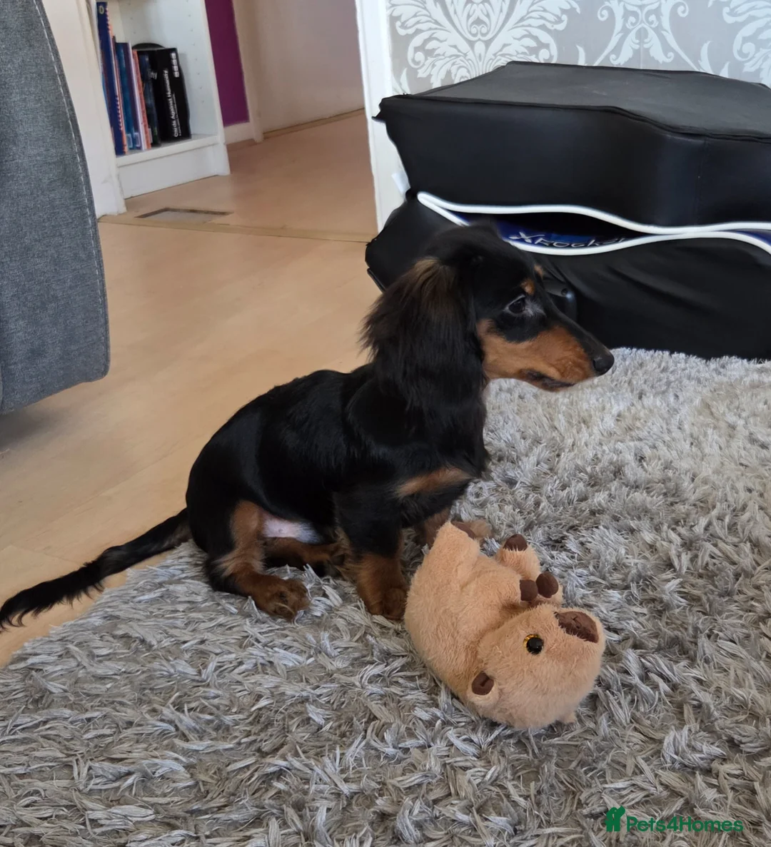 Miniature Dachshund dogs for sale: Miniature longhaired dachshund  in Coventry - Advert 4