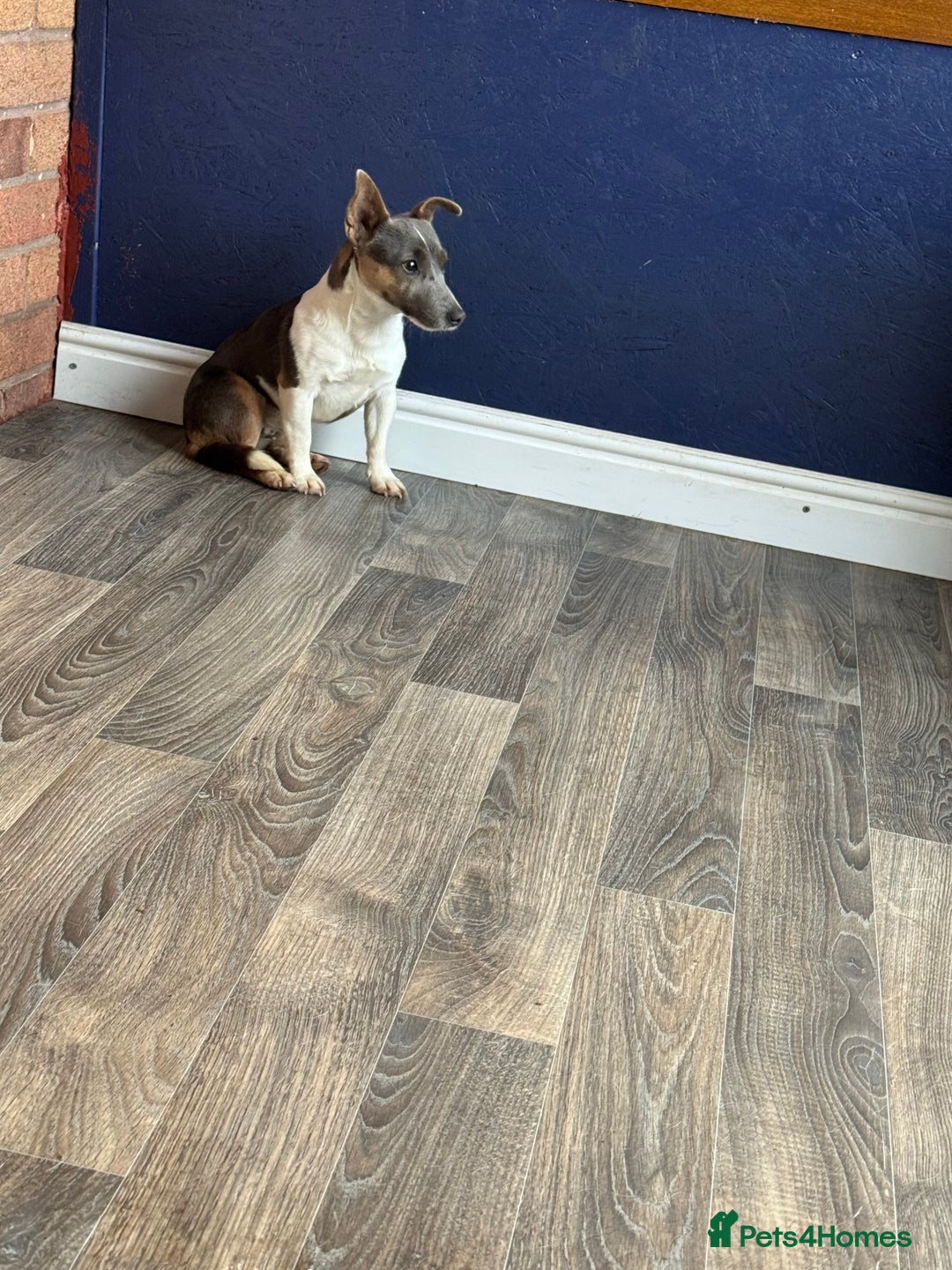 Jack Russell dogs for sale: Blue jack Russell girl - Advert 4