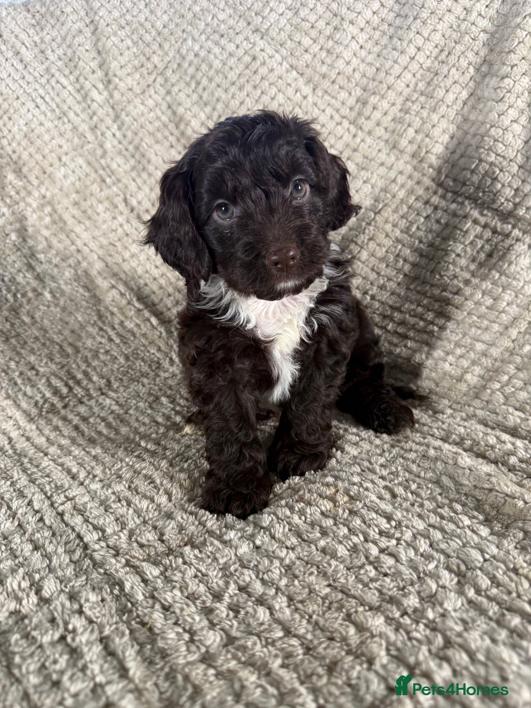 Cockapoo dogs for sale: F1 Cockerpoo Puppies For Sale  - Advert 10