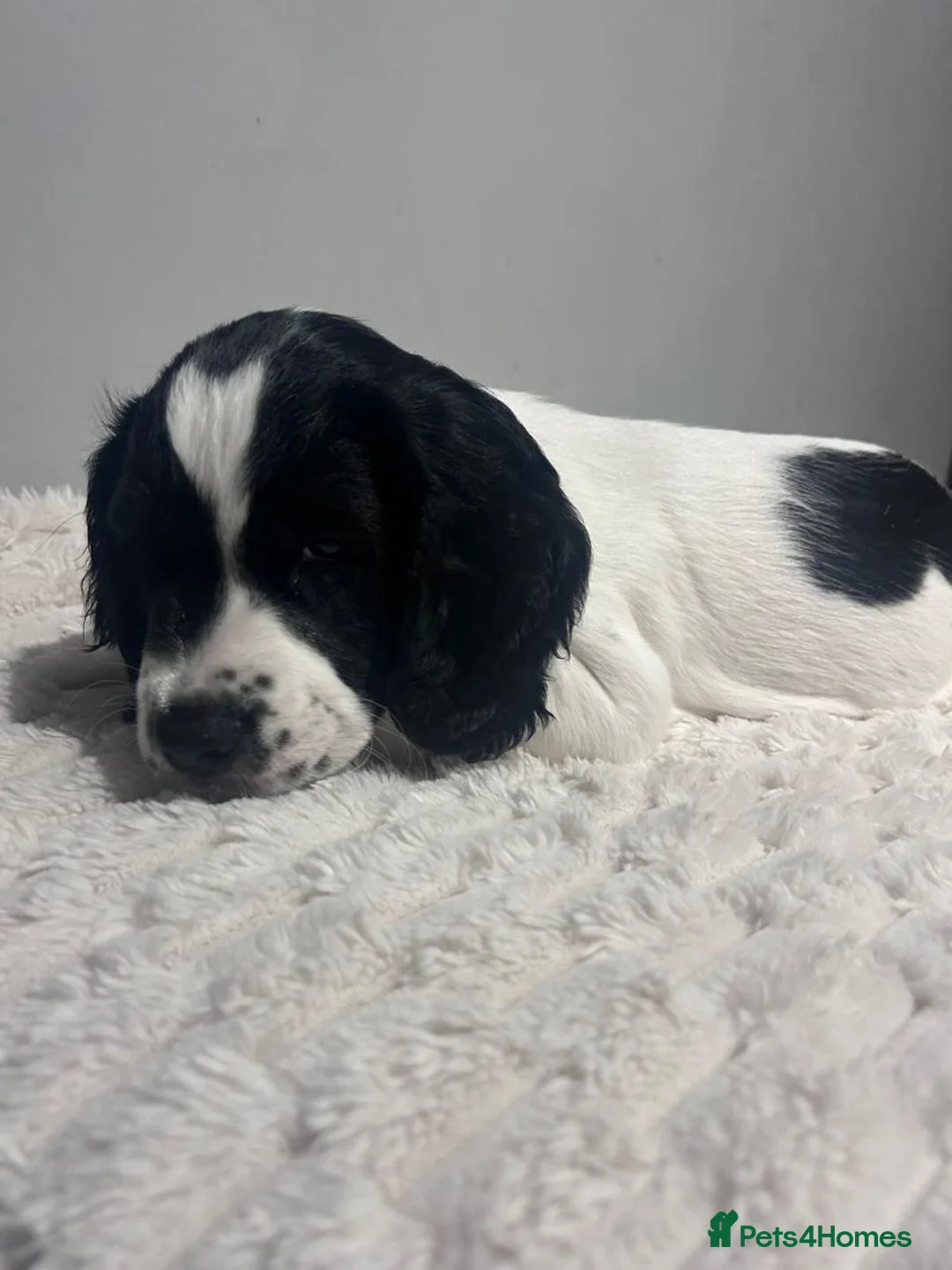 Sprocker dogs for sale: Sprocker Puppies For Sale - Advert 10