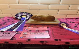 Guinea Pig rodents for sale: Lots of Guinea Pigs Always available!  - Image 15